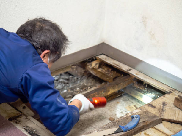 Professional Mold Removal in Willacoochee, GA