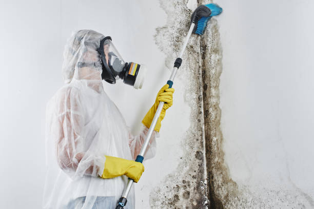 Best Mold Removal Company Near Me  in Willacoochee, GA