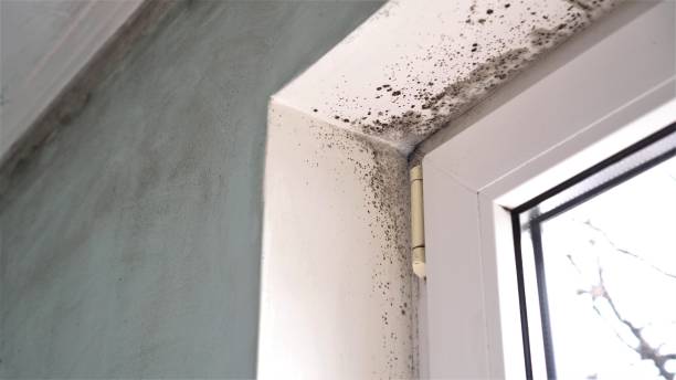 Best Mold Remediation  in Willacoochee, GA