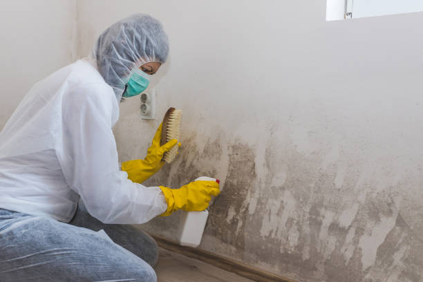 Best Water Damage Restoration  in Willacoochee, GA