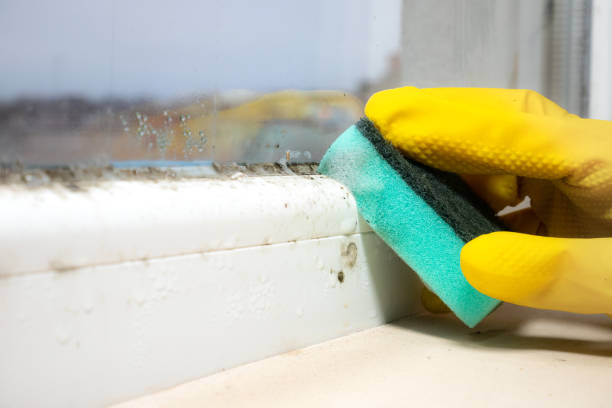 Best Black Mold Removal  in Willacoochee, GA