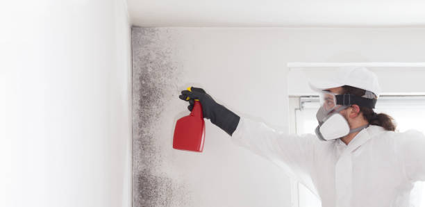 Best Local Mold Removal Service  in Willacoochee, GA