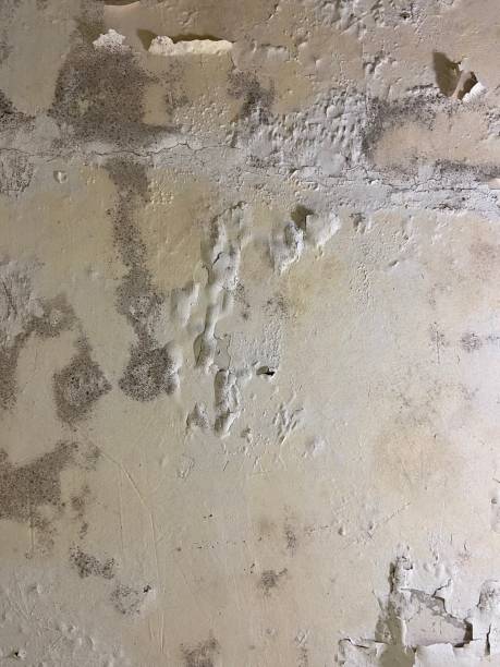 Best Mold Damage Repair  in Willacoochee, GA