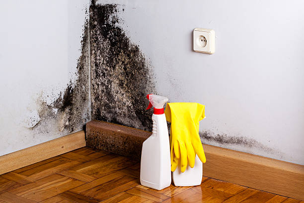 Best Crawl Space Mold Removal  in Willacoochee, GA