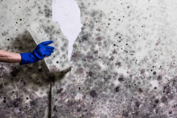 Best Residential Mold Removal  in Willacoochee, GA