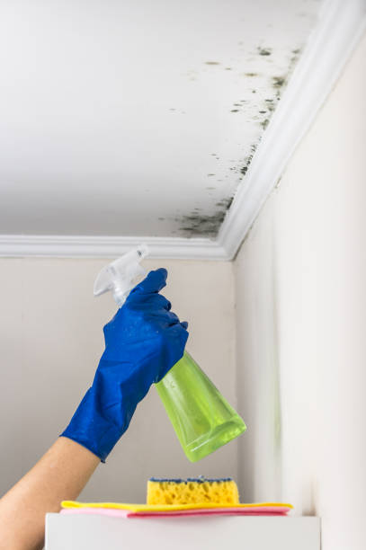 Best Mold Cleaning Services  in Willacoochee, GA