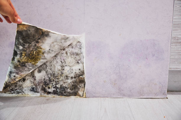 Best Local Mold Removal Service  in Willacoochee, GA